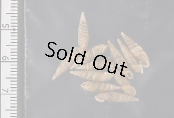 画像2: キュウシュウナミコギセル  SALE! (2)