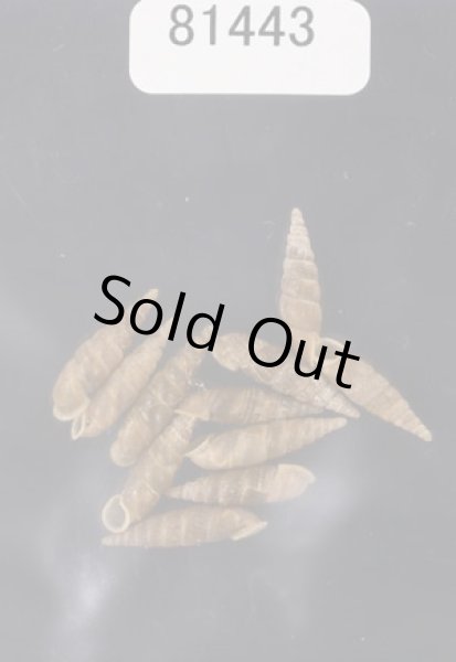 画像1: キュウシュウナミコギセル  SALE! (1)