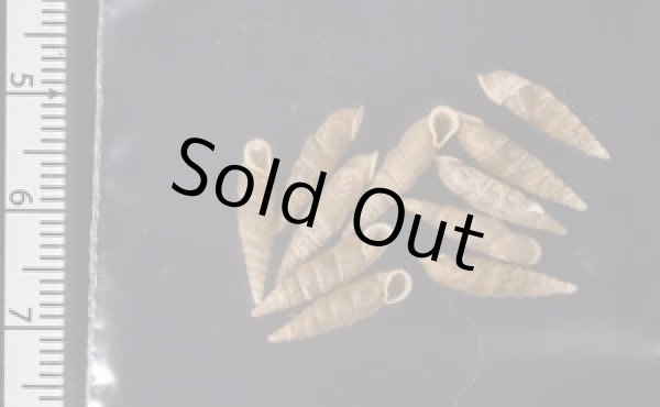 画像2: キュウシュウナミコギセル  SALE! (2)