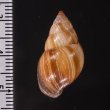 エクアドルトウガタマイマイ Bulimulus quitensisfig.2