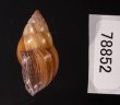 エクアドルトウガタマイマイ Bulimulus quitensisfig.3