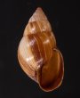 エクアドルトウガタマイマイ Bulimulus quitensisfig.1