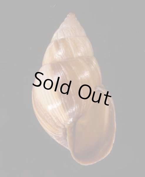 エクアドルトウガタマイマイ Bulimulus quitensisfig.1