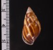 エクアドルトウガタマイマイ Bulimulus quitensisfig.2