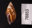 エクアドルトウガタマイマイ Bulimulus quitensisfig.3