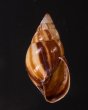 エクアドルトウガタマイマイ Bulimulus quitensisfig.1