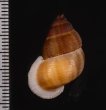 アミメクチヒレ Chondrothyra reticulata reticulatafig.2