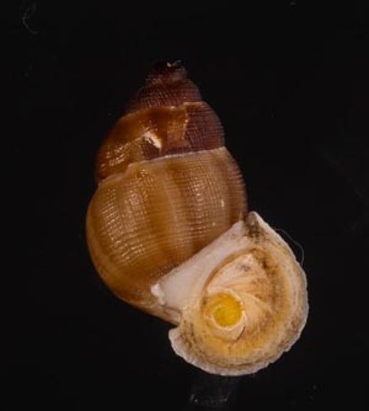 アミメクチヒレ Chondrothyra reticulata reticulatafig.1