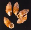 アズキガイ Pupinella rufafig.1