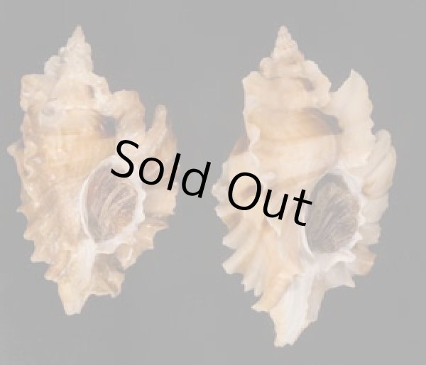 ヒレガイ Sale! Ceratostoma burnettifig.1