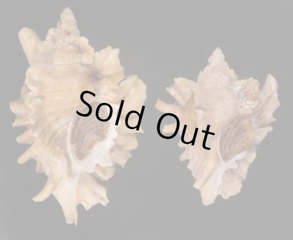 ヒレガイ Sale! Ceratostoma burnettifig.1