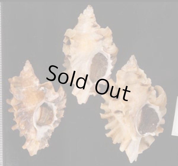 ヒレガイ Sale! Ceratostoma burnettifig.1