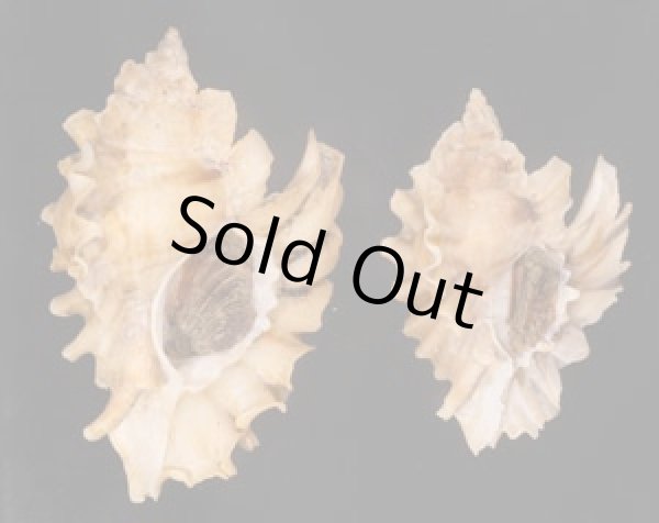 ヒレガイ Sale! Ceratostoma burnettifig.1