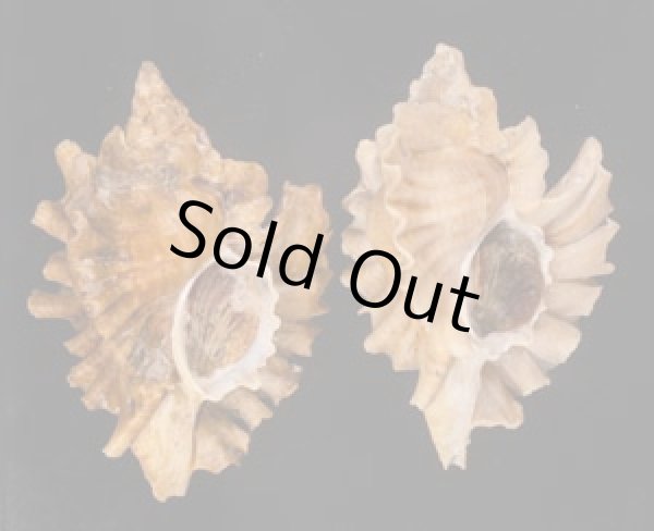 ヒレガイ Sale! Ceratostoma burnettifig.1