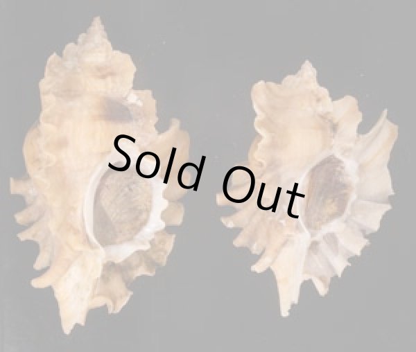 ヒレガイ Sale! Ceratostoma burnettifig.1