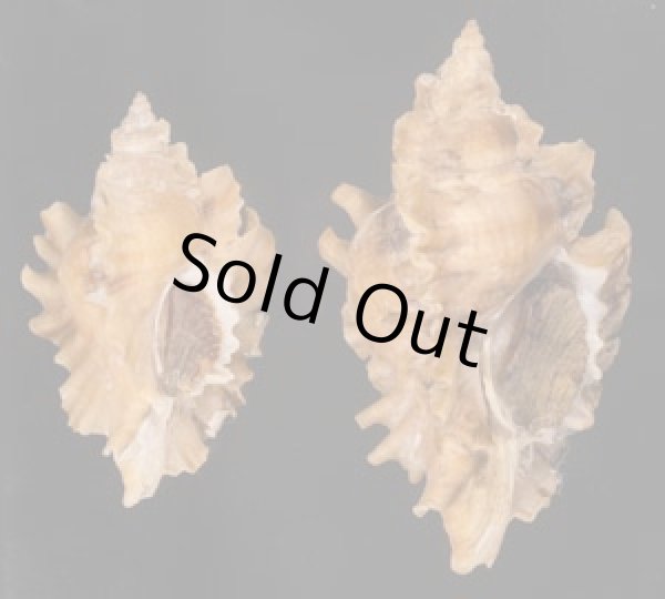 ヒレガイ Sale! Ceratostoma burnettifig.1