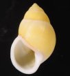 ヒーリアヌスマレーマイマイ Amphidromus heerianusfig.1