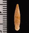 チクビギセル Papillifera papillarisfig.2