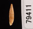 チクビギセル Papillifera papillarisfig.3