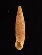 チクビギセル Papillifera papillarisfig.1