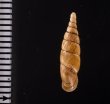 ヒクギセル Stereophaedusa gouldifig.2