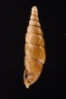 ヒクギセル Stereophaedusa gouldifig.3