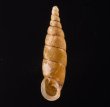 ヒクギセル Stereophaedusa gouldifig.1