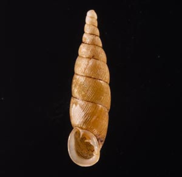 ヒクギセル Stereophaedusa gouldifig.1