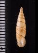 ヒクギセル Stereophaedusa gouldifig.2