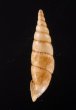ヒクギセル Stereophaedusa gouldifig.3