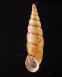 ヒクギセル Stereophaedusa gouldifig.1