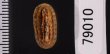 ヤセウスヒザラ Ischnochiton  sp.fig.2