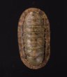 ヤセウスヒザラ Ischnochiton  sp.fig.1