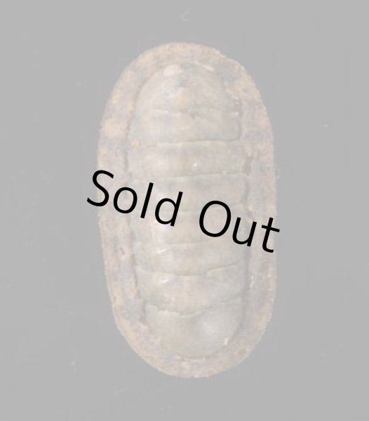 ヤセウスヒザラ Ischnochiton  sp.fig.1