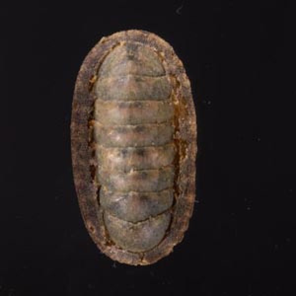 ヤセウスヒザラ Ischnochiton  sp.fig.1