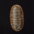 ヤセウスヒザラ Ischnochiton  sp.fig.1