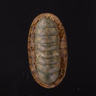 ヤセウスヒザラ Ischnochiton  sp.fig.1