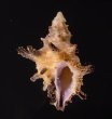 ホソトゲレイシダマシ Spinidrupa euracanthafig.1