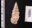 ヨーロッパカニモリ Cerithium vulgatumfig.2