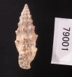 ヨーロッパカニモリ Cerithium vulgatumfig.3