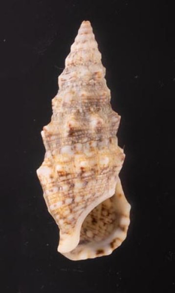 ヨーロッパカニモリ Cerithium vulgatumfig.1