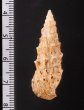 ヨーロッパカニモリ Cerithium vulgatumfig.2