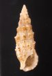 ヨーロッパカニモリ Cerithium vulgatumfig.1