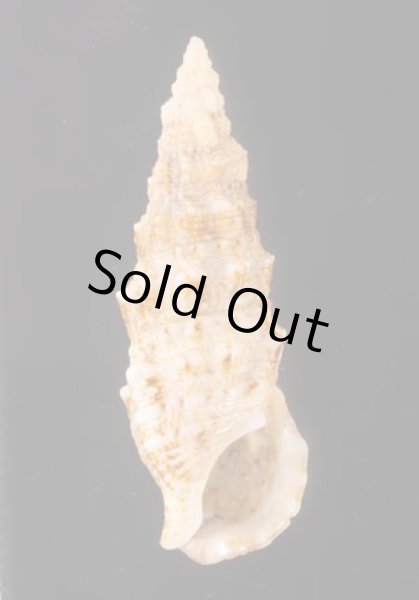 ヨーロッパカニモリ Cerithium vulgatumfig.1