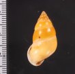 サフランオオサナギ (仮称) Hainesia croceafig.2