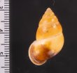 サフランオオサナギ (仮称) Hainesia croceafig.2