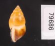 サフランオオサナギ (仮称) Hainesia croceafig.3