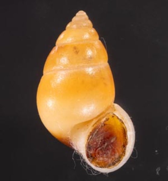 サフランオオサナギ (仮称) Hainesia croceafig.1