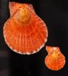 リュウキュウナデシコ Laevichlamys squamosafig.1