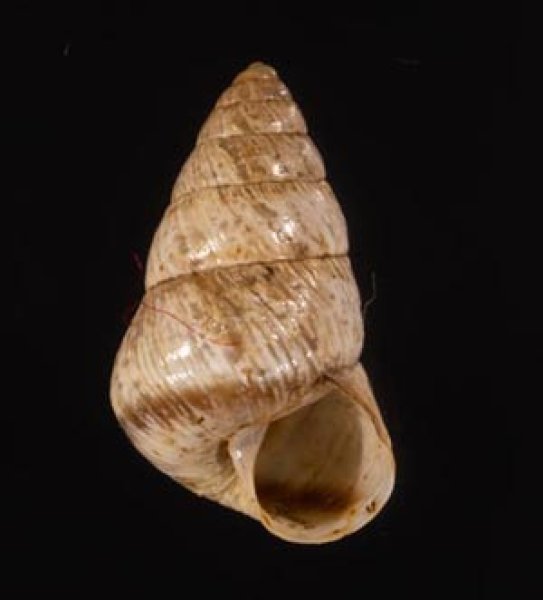 トウガタマラガマイマイ Cochlicella barbarafig.1